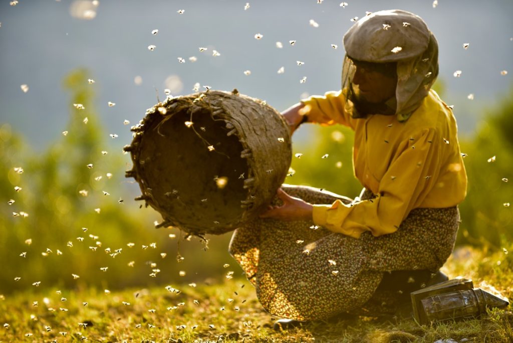 Honey Land یک مستند هیجان انگیز درباره زنبورداری
