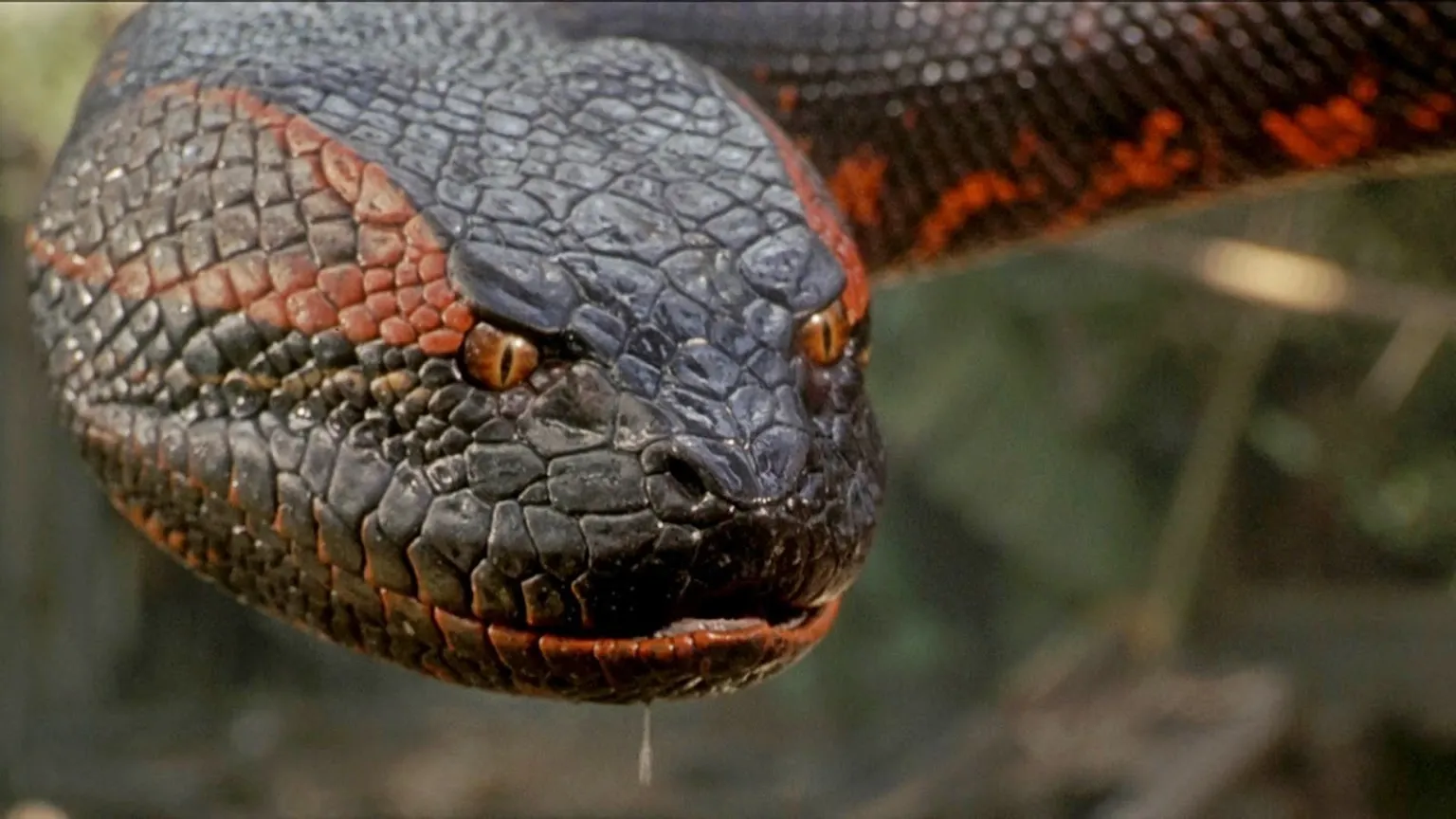 ریبوت فیلم Anaconda رویکردی متفاوتی را در پیش خواهد گرفت