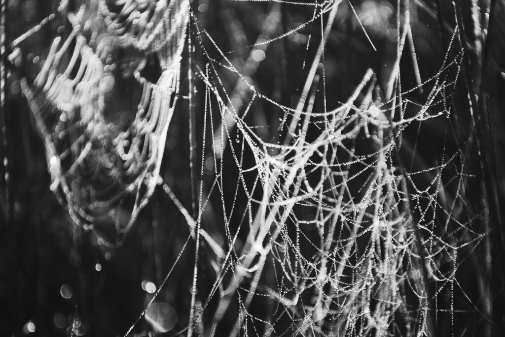 تصویری از یک در هم تنیدگی با تار عنکبوت