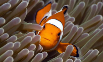 بهترین مستندهای پیشنهادی برای نوروز ۱۴۰۴