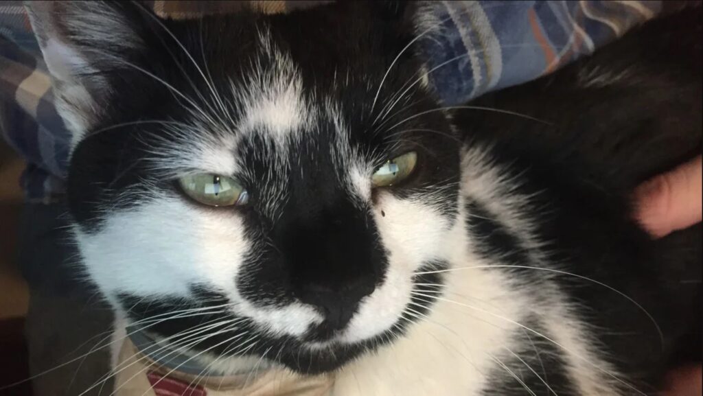 گربه مگا کت جه ارتباطی با بازی God of War Sons of Sparta دارد؟