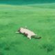 MiuMeow
